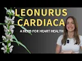 Exploring the Science of Motherwort Herbal Insights Practical Tips for Cardiovascular Health