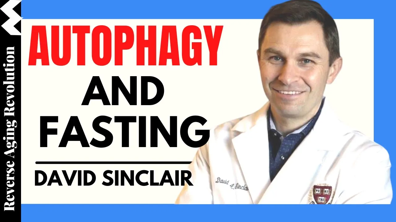 DAVID SINCLAIR “Autophagy And Fasting” | Dr David Sinclair Interview Clips