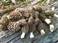 How To Hunt For Morel Mushrooms Minnesota Mushrooms