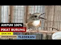 Download Lagu Suara SRDC Bali GACOR Volume Keras JERNIH Durasi Panjang | Masteran Sikatan rimba dada coklat bahan