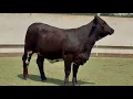 J J Cattle Co Replacement Heifer Online Auction