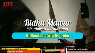 Download Ridhu Mawur (Durma Suratantang) - Ki Bambang Wiji Nugroho MP3