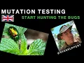 MutationTesting with and