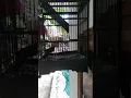 Download Lagu Burung prukutut #shortvideo