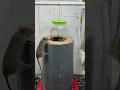 Download Lagu LOL🤣Barrel stands tall, mouse can't resist climbing? #mouse  #treadingshorts #trending #trapshorts