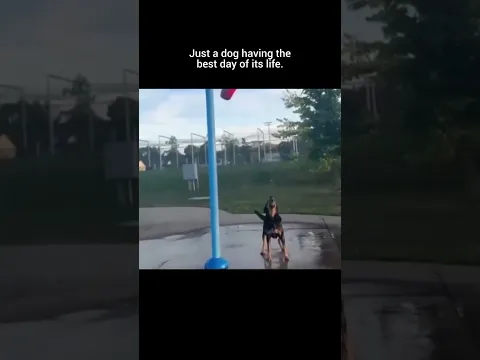 Just a dog having the best day of its life.