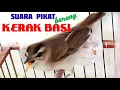 Download Lagu SUARA KERAK BASI RIBUT | Sangat ampuh untuk pikat segala jenis burung kerak basi