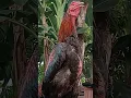Download Lagu Suara Ayam Pakhoy Berkokok #ayampakhoy