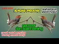 Download Lagu masteran BURUNG PRENJAK TAMU SUARA JERNIH ||cocok untuk pikat burung liar