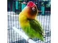 Download Lagu INI DIA LOVE BIRD JUARA NASIONAL CEREWET NGEKEK PANJANG