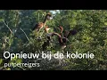 Download Lagu Weer in de purperreigerkolonie #1572