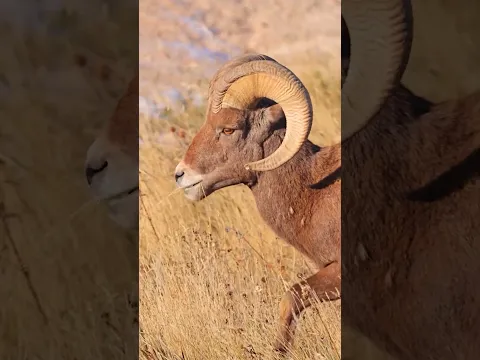 ram