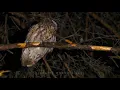 Tawny OWL call at night, bird sounds and noises
