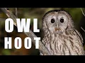 Download Lagu Tawny OWL call at night, bird sounds and noises
