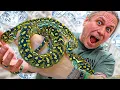 I CAN T STOP BUYING SNAKES TWO AUSTRALIAN PYTHONS BRIAN BARCZYK