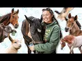 I Counted All My Animals I Was SHOCKED