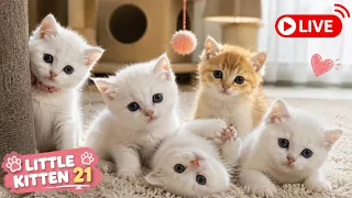 Cute & Funny Kittens Live - Relax & Enjoy! 😻🐾
