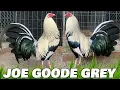 Nice Birds Oscar Santibanez Farm Houston Texas - Joe Goode