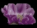moonflower - Abbie Gamboa - lyric video