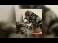 jenita janet - di reject (sped up)
