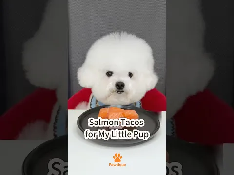 Salmon Tacos for My Little Pup! 🐶🍣 #bichonfrise #dogmeal #foodiedog #cutedog #doglife