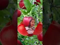 Download Lagu an apple is red#shorts #viral #valmarizchannel #asmr #asmrsounds#fruit#fruitcutting