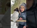 Download Lagu #воронгоша #aboutbirds #animal #crow #raven #birdtraining