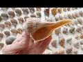 What can you find on a Low Tide Sanibel Beach Walk