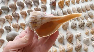 What can you find on a Low Tide Sanibel Beach Walk