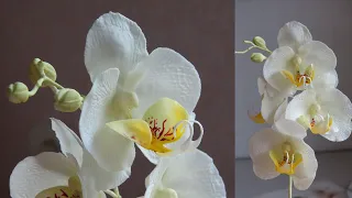 Орхидея из сахарной мастики Как сделать Fondant Orchid