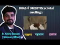 Testicular swelling Orchitis in dog Scrotal swelling in dog Orchitis treatment in Dogs