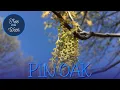Tree of the Week Pin Oak