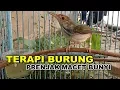 Download Lagu PRENJAK LUMUT Jantan Nembak GACOR Ampuh Untuk Terapi Pancingan Burung Ciblek / Perenjak Macet Bunyi