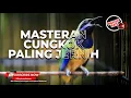 Download Lagu 🔴Masteran Cucak Cungkok Gacor Jernih ❗️Cungkok Full Isian Buka Paruh Ngotot