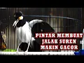 Download Lagu JALAK SUREN GACOR UNTUK PANCINGAN CEPAT DIRESPON LANGSUNG GACOR #jalaksuren   #jalaksurengacor