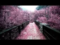 Lagu Best Of Japanese Dream-Pop/Shoegaze Mix