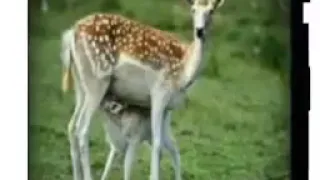 الشيخ أيمن هريدي غزالة دندنها
