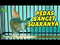 Download Lagu Suara Prenjak Tamu Jantan Gacor Nembak, VOLUME Lantang \u0026 JERNIH , Cocok Sebagai Pikat ampuhh