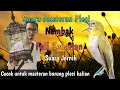 Download Lagu masteran pleci nembak kenari mudah ditiru