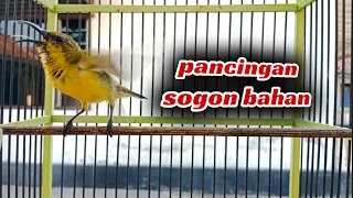 pancingan sogon bahan agar rajin bunyi sogongacor pancingansogonagarbunyi sogonijoan sogokontong