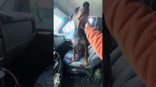 Somebody is feeling a little extra today lol .. #fyp #dream #doberman #pets #vlog
