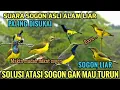 Lagu Suara pikat sogon liar - pikat sogon yang tidak mau turun tau mp3
