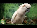 Summer Afternoon | 6 HOURS Calm Song Bird Forest Ambience for Birds  | Parrot TV for Your Bird Room🌞