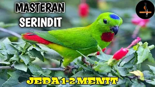 Download Masteran burung serindit || Masteran murai batu dengan jeda 1-2 menit MP3