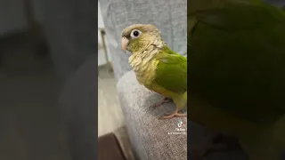 تعليم ببغاء الكنيور كيف يرقص                دندنها