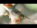 Download Lagu suara pikat burung prenjak atas/prenjak kepala merah sangat ampuhh
