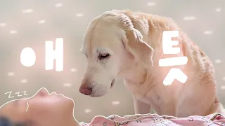 갑자기 나에게 너무나 애틋해진 리트리버 ㅋㅋㅋㅋ