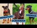 Doberman Pinscher vs Miniature Pinscher vs German Pinscher