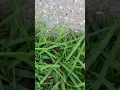 A BIG ASS SPIDER IN PENSACOLA FL