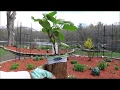 Perennial Reveal from Bluestone Perennials